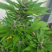 frosty "balkony" banger F4