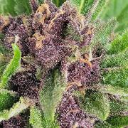 frosty "balkony" banger F4