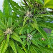 frosty "balkony" banger F4
