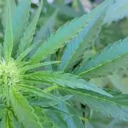 Guava Auto balcony 🌱