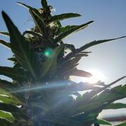 Afghan Pearl CBD outdoor