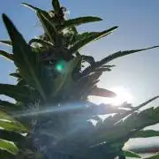 Afghan Pearl CBD outdoor