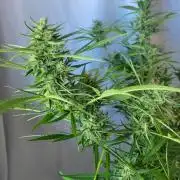 Gelato "balcony" Auto🍦