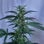 Afghan Pearl CBD outdoor