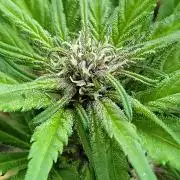 frosty "balkony" banger F4
