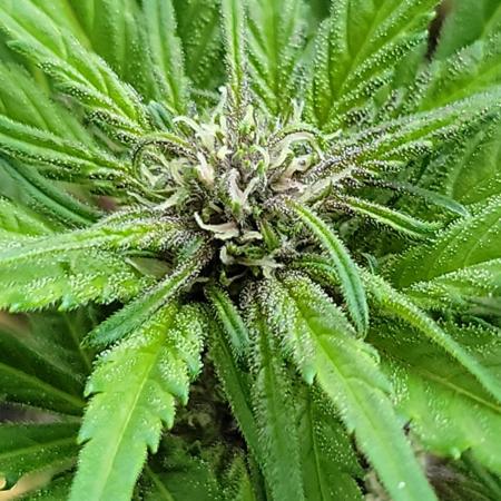 frosty "balkony" banger F4