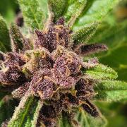 frosty "balkony" banger F4