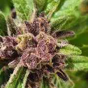 frosty "balkony" banger F4