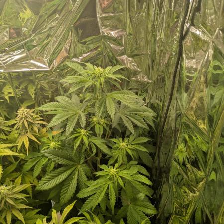 2026 lsd 25 auto