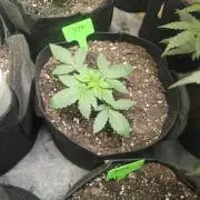 304 auto
