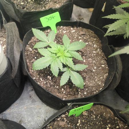 304 auto