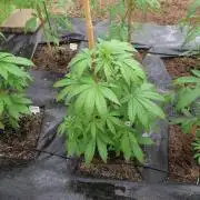 South Moravian outdoor garden 2026