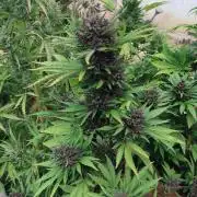 South Moravian outdoor garden 2026