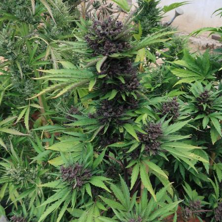 South Moravian outdoor garden 2026