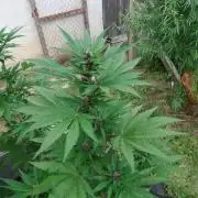 South Moravian outdoor garden 2026