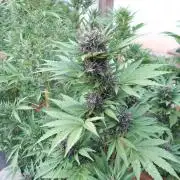 South Moravian outdoor garden 2026