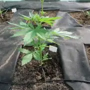 South Moravian outdoor garden 2026