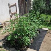 South Moravian outdoor garden 2026