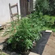 South Moravian outdoor garden 2026