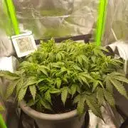 Lowstress Cheese Auto