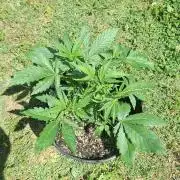 Loomins Auto Grow #3