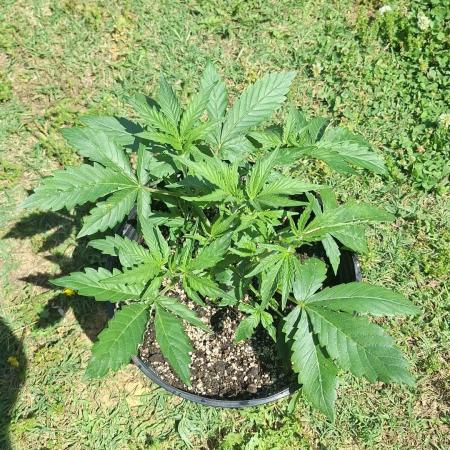 Loomins Auto Grow #3