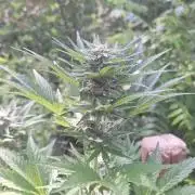 Loomins Auto Grow #2