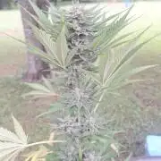 Loomins Auto Grow #2