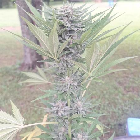 Loomins Auto Grow #2