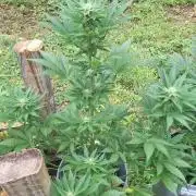 Loomins Auto Grow #2
