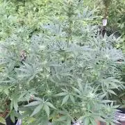 Loomins Auto Grow