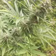 Loomins Auto Grow