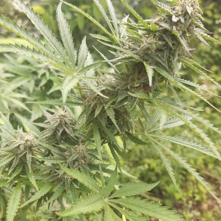 Loomins Auto Grow