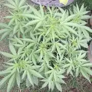 Loomins Auto Grow #3
