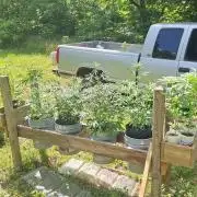 Loomins Auto Grow