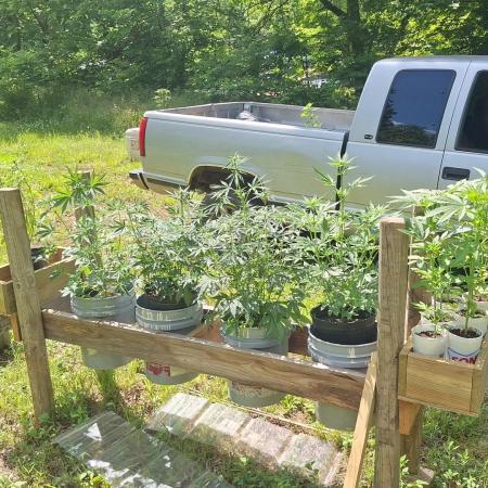Loomins Auto Grow