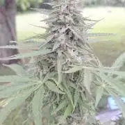 Loomins Auto Grow