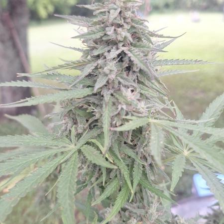 Loomins Auto Grow