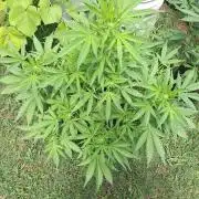 Loomins Auto Grow #3