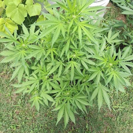Loomins Auto Grow #3