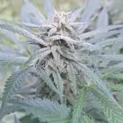 Loomins Auto Grow #3