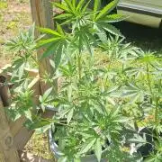 Loomins Auto Grow #2