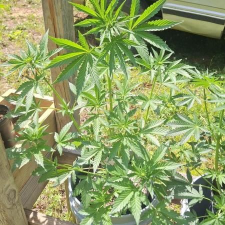 Loomins Auto Grow #2