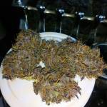 First time grower 