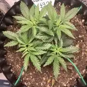 Wedding cake x Frosty Gelato