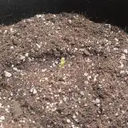 Fast buds Mendo Frost And Og Kush