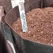 First Attempt at Growing