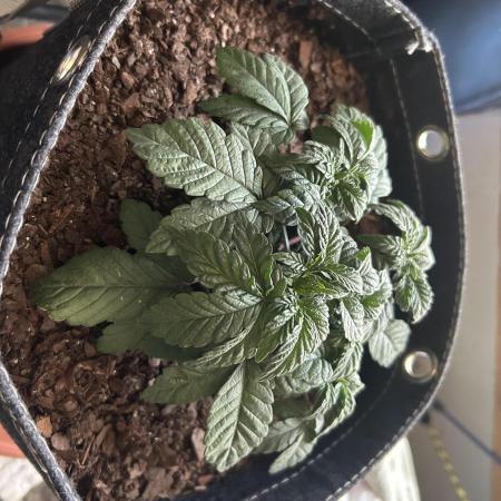 LSD Feminized