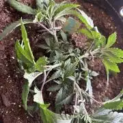 Cherry Poppers