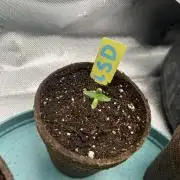 LSD Feminized